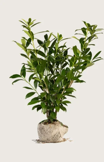 Laurbærkirsebær Caucasica 225cm Forgrenet | Plantinavia