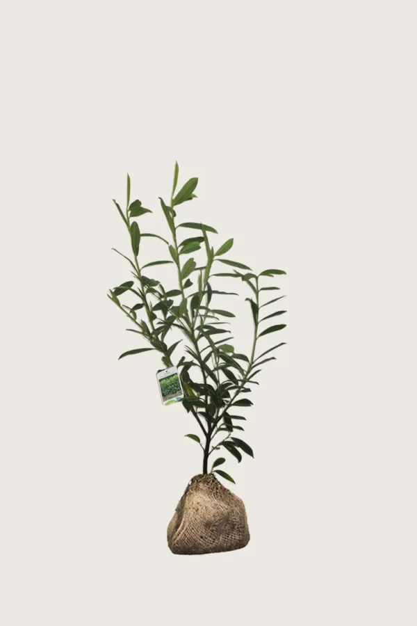 Laurbærkirsebær Caucasica 40cm Outlet | Plantinavia