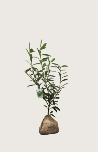 Laurbærkirsebær Caucasica 80cm Outlet | Plantinavia