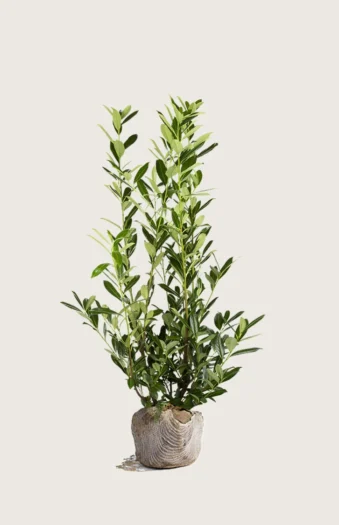 Laurbærkirsebær Caucasica 150cm Vel forgrenet | Plantinavia