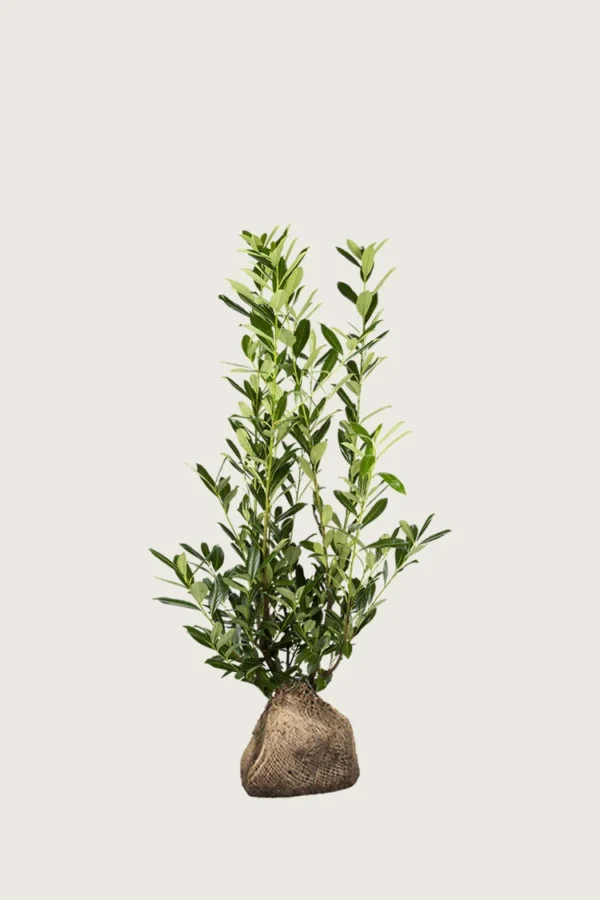 Laurbærkirsebær Caucasica 40cm Vel forgrenet | Plantinavia