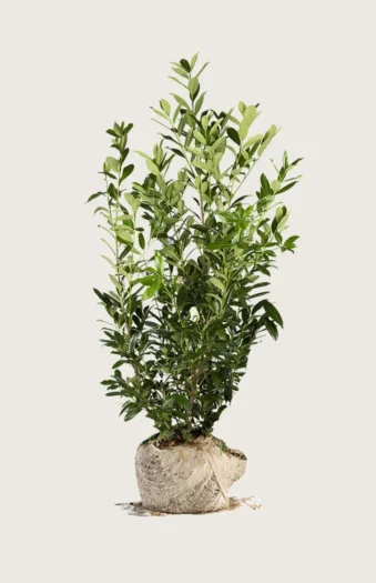 Laurbærkirsebær Caucasica 500cm Vel forgrenet | Plantinavia