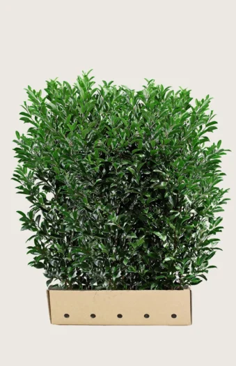 Laurbærkirsebær Elly 200cm Vel forgrenet | Plantinavia