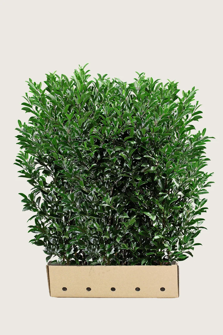 Laurbærkirsebær Elly 200cm Vel forgrenet | Plantinavia