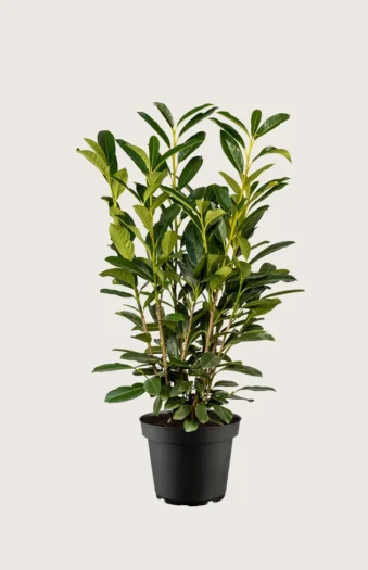 Laurbærkirsebær Elly 150cm Forgrenet | Plantinavia
