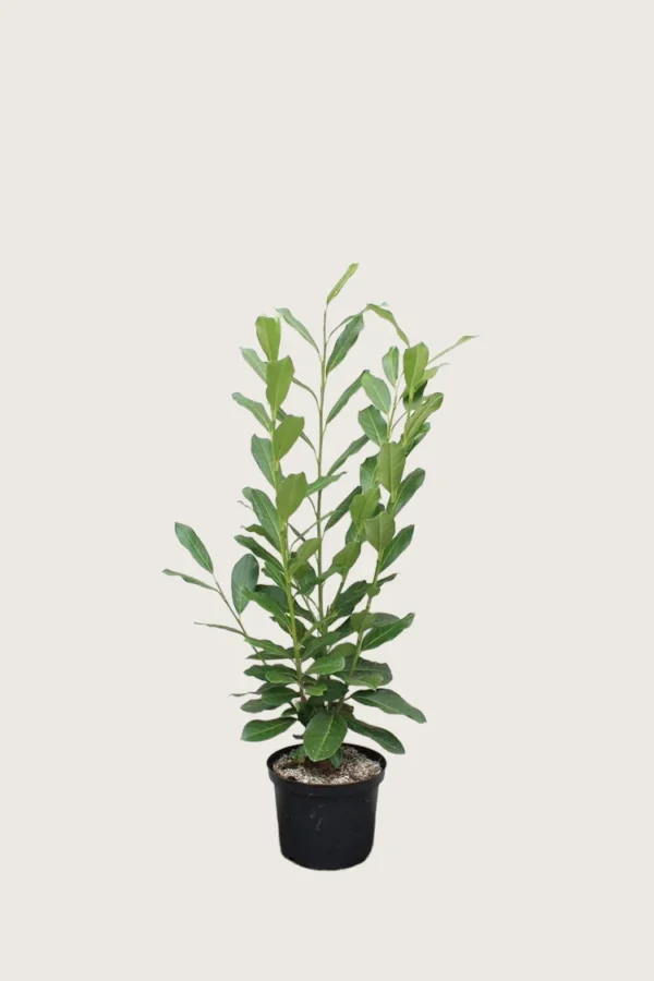 Laurbærkirsebær Elly 100cm Outlet | Plantinavia