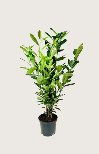 Laurbærkirsebær Elly 125cm Outlet | Plantinavia
