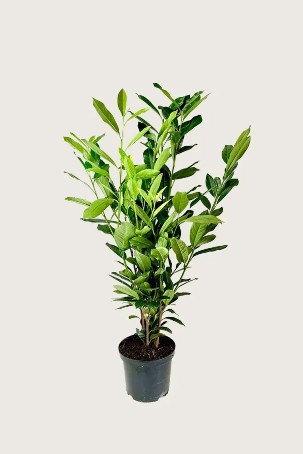 Laurbærkirsebær Elly 200cm Outlet | Plantinavia