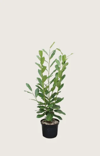 Laurbærkirsebær Elly 80cm Outlet | Plantinavia