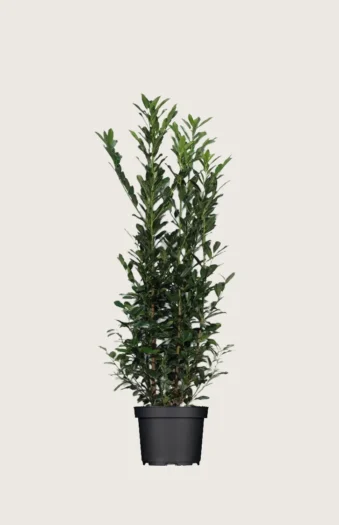 Laurbærkirsebær Elly 125cm Vel forgrenet | Plantinavia