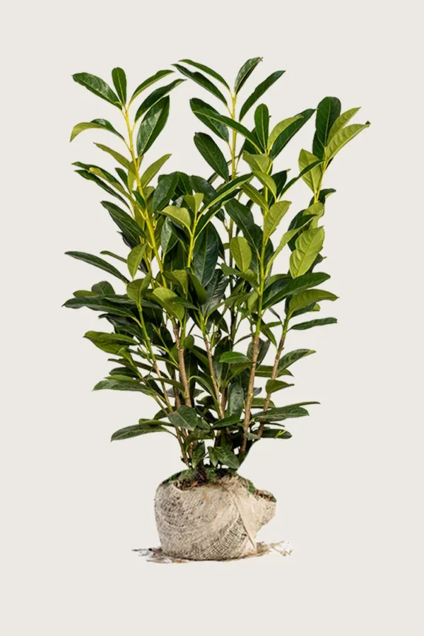 Laurbærkirsebær Elly 250cm Forgrenet | Plantinavia
