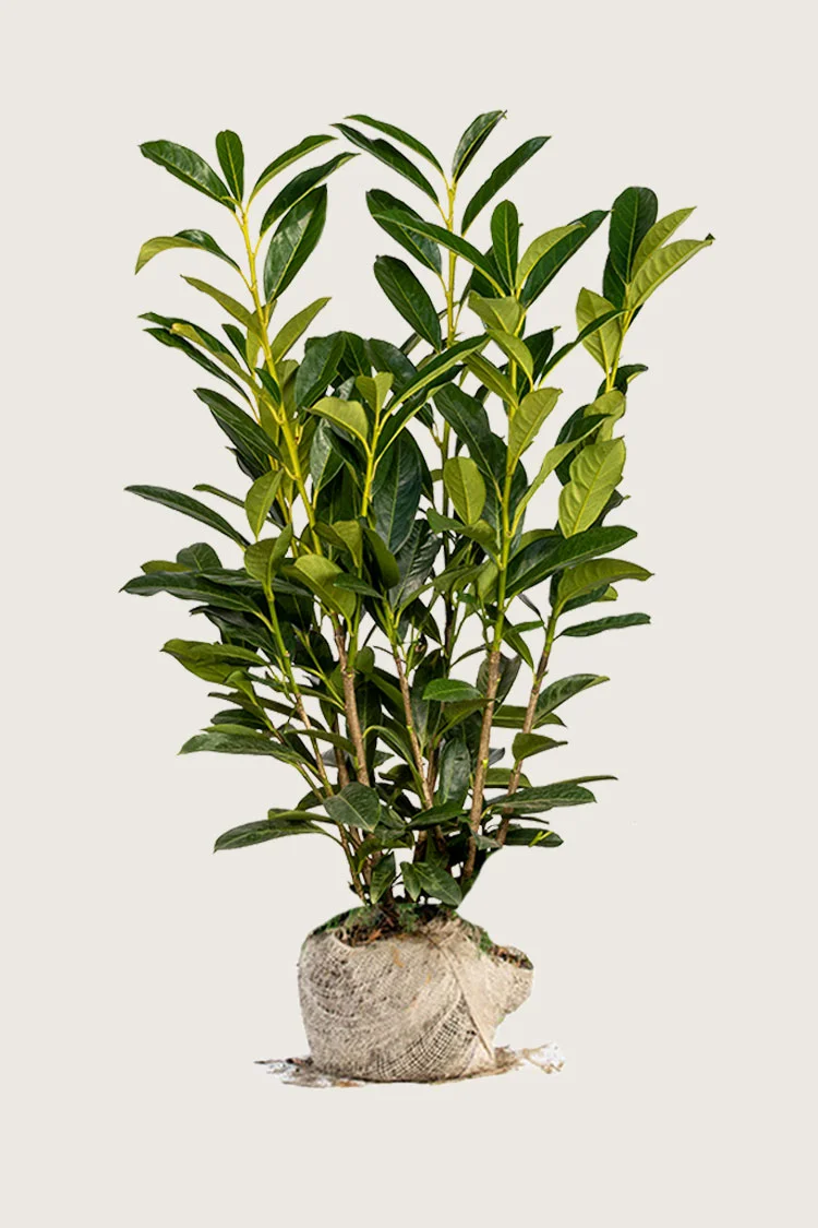 Laurbærkirsebær Elly 350cm Forgrenet | Plantinavia