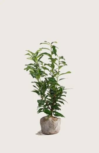 Laurbærkirsebær Elly 80cm Forgrenet | Plantinavia