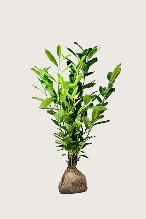 Laurbærkirsebær Elly 150cm Outlet | Plantinavia