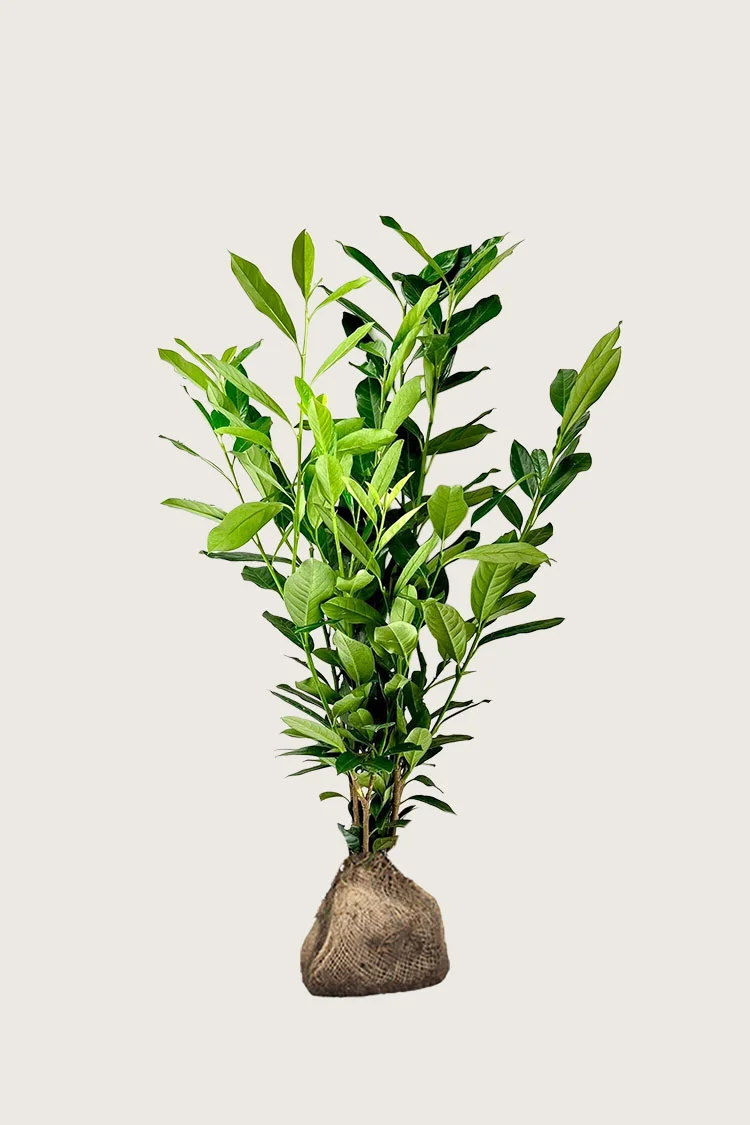 Laurbærkirsebær Elly 250cm Outlet | Plantinavia