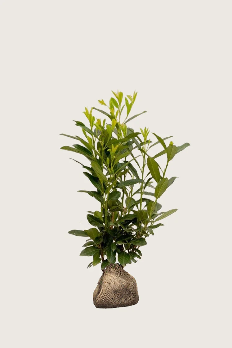Laurbærkirsebær Elly 80cm Outlet | Plantinavia