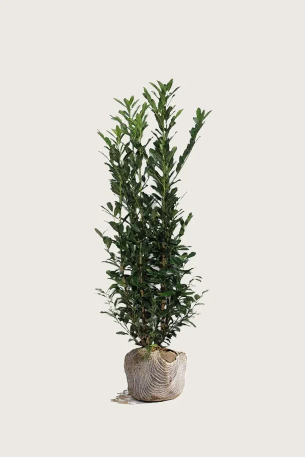Laurbærkirsebær Elly 150cm Vel forgrenet | Plantinavia