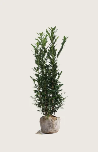 Laurbærkirsebær Elly 175cm Vel forgrenet | Plantinavia