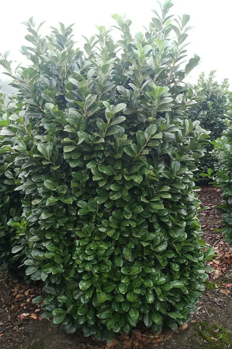 Laurbærkirsebær Etna 100cm Vel forgrenet | Plantinavia