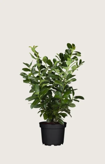 Laurbærkirsebær Etna 40cm Forgrenet | Plantinavia