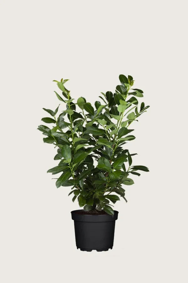 Laurbærkirsebær Etna 60cm Forgrenet | Plantinavia