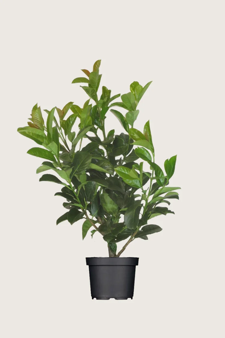 Laurbærkirsebær Etna 125cm Outlet | Plantinavia
