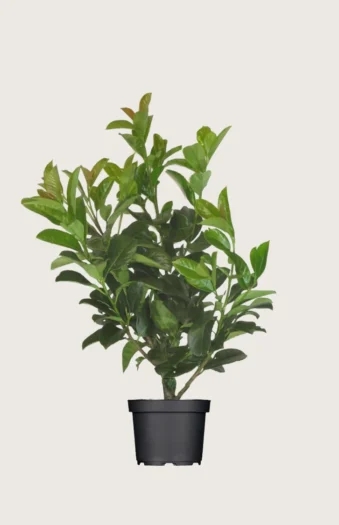 Laurbærkirsebær Etna 150cm Outlet | Plantinavia