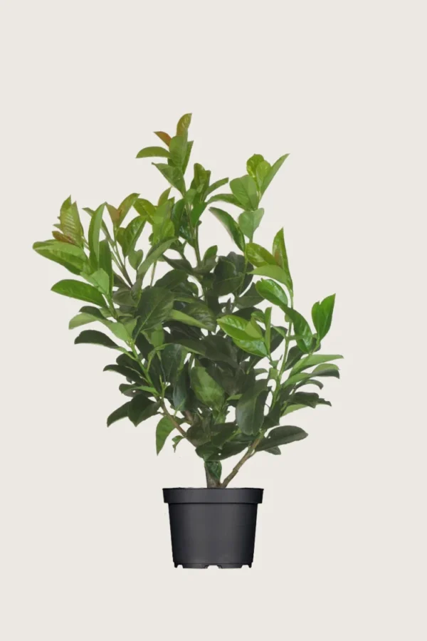 Laurbærkirsebær Etna 150cm Outlet | Plantinavia