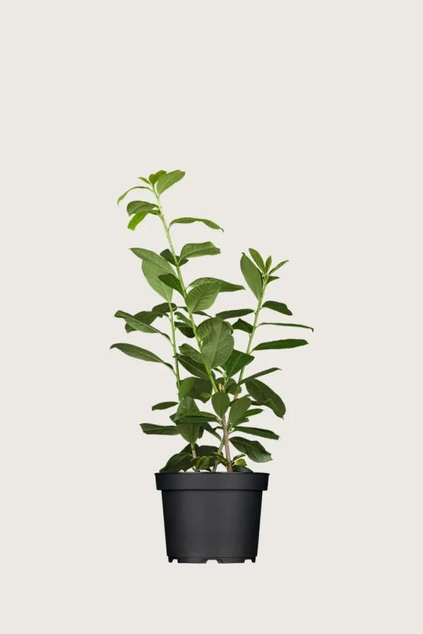 Laurbærkirsebær Etna 60cm Outlet | Plantinavia