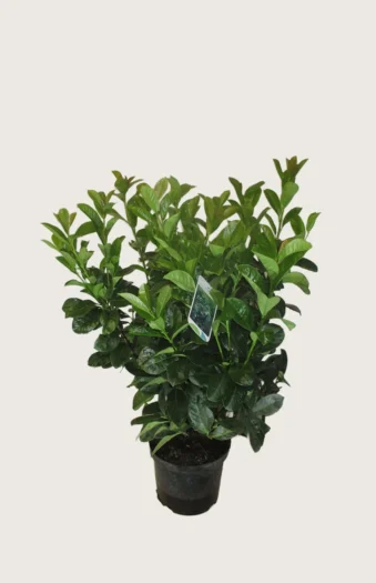 Laurbærkirsebær Etna 80cm Vel forgrenet | Plantinavia