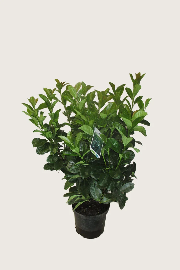 Laurbærkirsebær Etna 80cm Vel forgrenet | Plantinavia