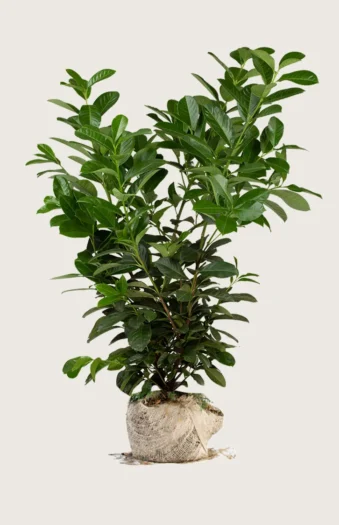 Laurbærkirsebær Etna 250cm Forgrenet | Plantinavia