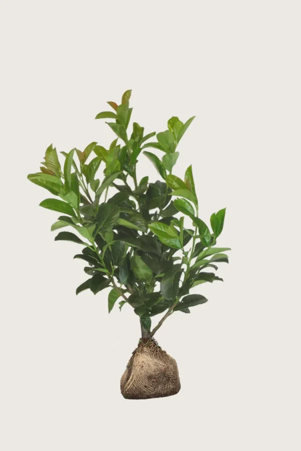 Laurbærkirsebær Etna 225cm Outlet | Plantinavia