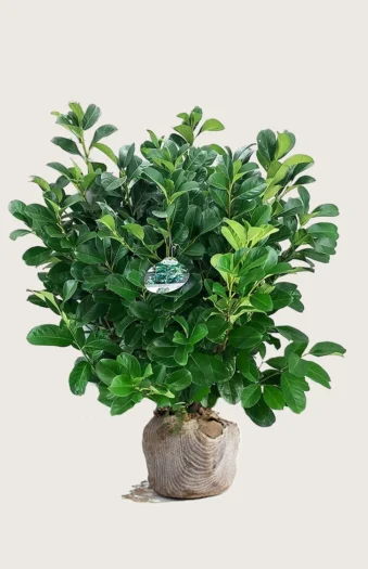 Laurbærkirsebær Etna 125cm Vel forgrenet | Plantinavia