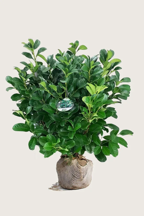 Laurbærkirsebær Etna 125cm Vel forgrenet | Plantinavia