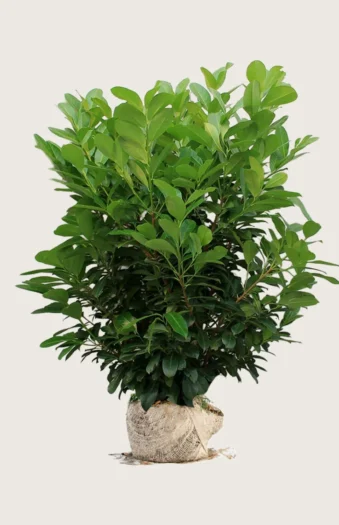 Laurbærkirsebær Etna 225cm Vel forgrenet | Plantinavia
