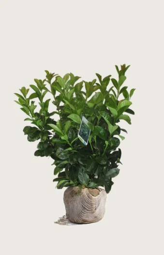 Laurbærkirsebær Etna 60cm Vel forgrenet | Plantinavia