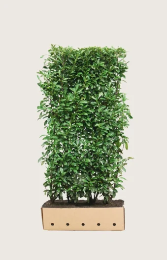 Laurbærkirsebær Genolia 250cm Vel forgrenet | Plantinavia