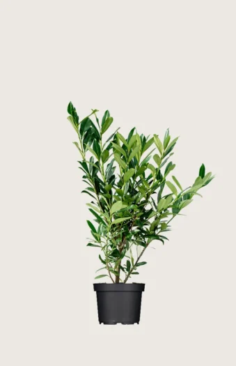 Laurbærkirsebær Genolia 100cm Outlet | Plantinavia