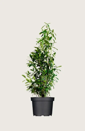 Laurbærkirsebær Genolia 150cm Outlet | Plantinavia
