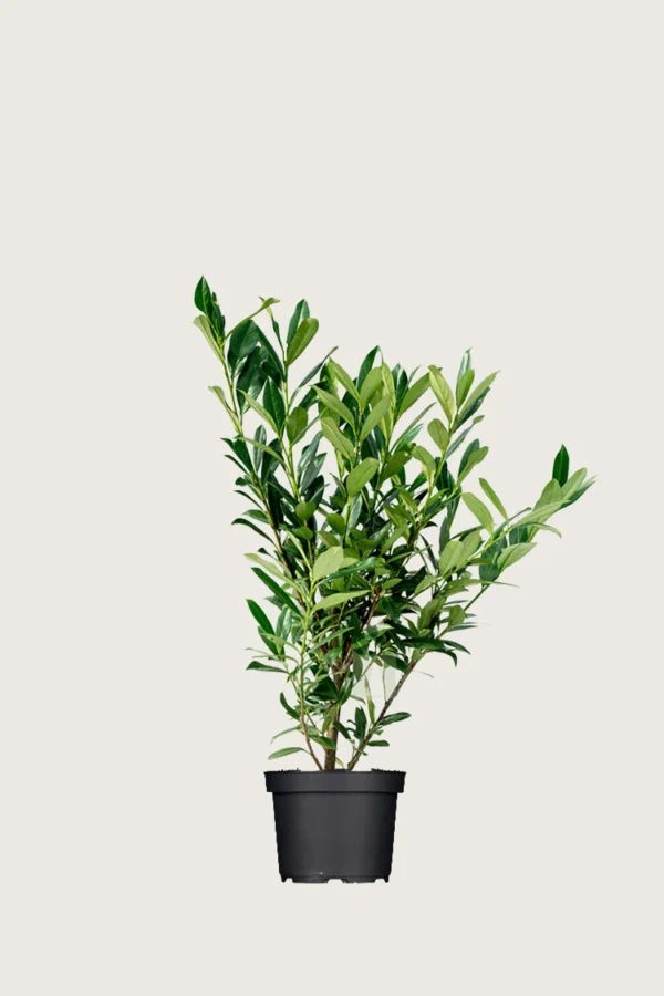 Laurbærkirsebær Genolia 80cm Outlet | Plantinavia