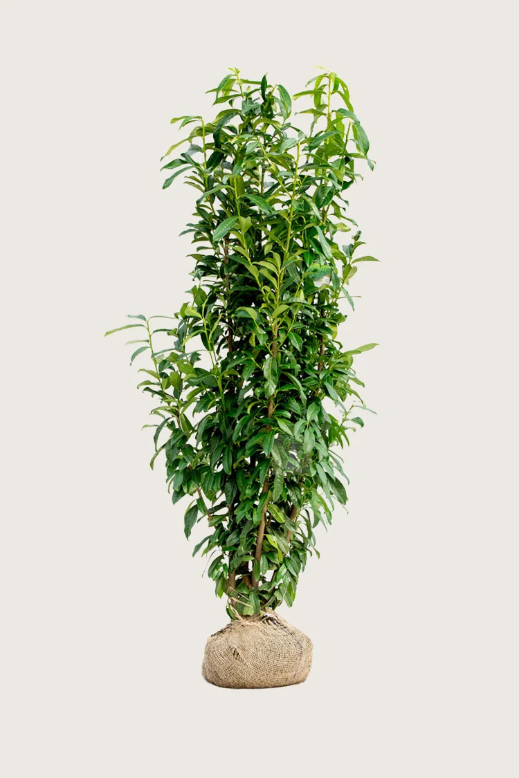 Laurbærkirsebær Genolia 225cm Forgrenet | Plantinavia
