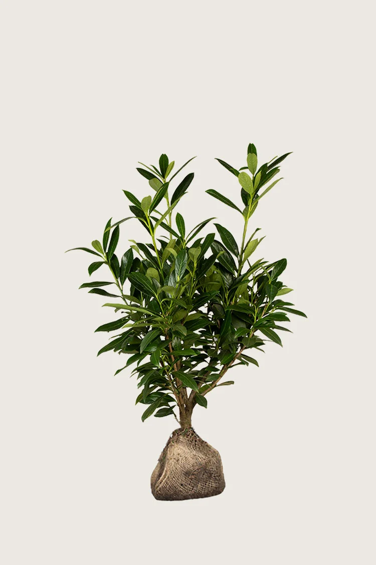 Laurbærkirsebær Genolia 80cm Forgrenet | Plantinavia