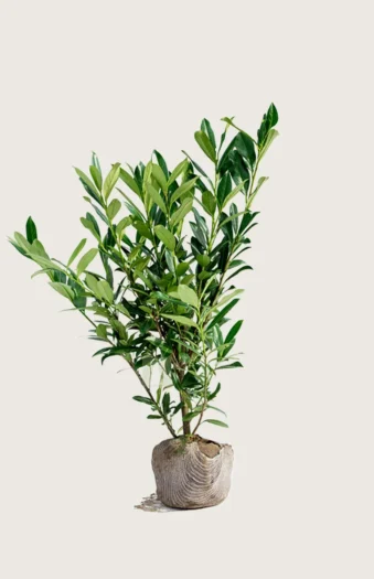 Laurbærkirsebær Genolia 175cm Outlet | Plantinavia