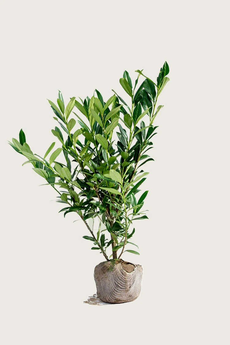 Laurbærkirsebær Genolia 175cm Outlet | Plantinavia