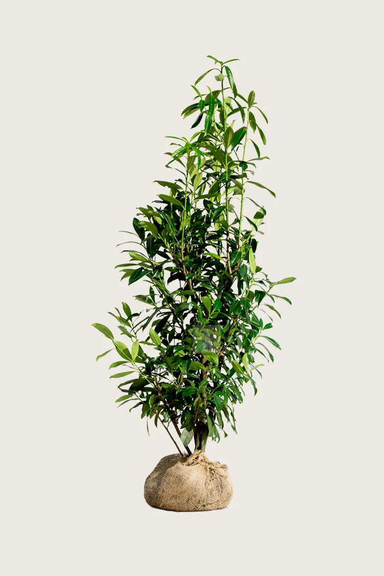 Laurbærkirsebær Genolia 250cm Outlet | Plantinavia