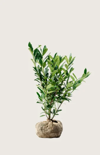 Laurbærkirsebær Genolia 40cm Outlet | Plantinavia
