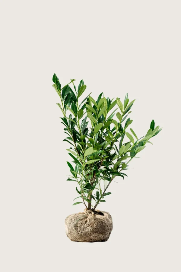 Laurbærkirsebær Genolia 80cm Outlet | Plantinavia