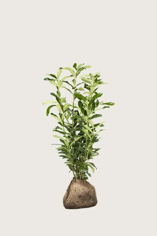 Laurbærkirsebær Genolia 40cm Vel forgrenet | Plantinavia