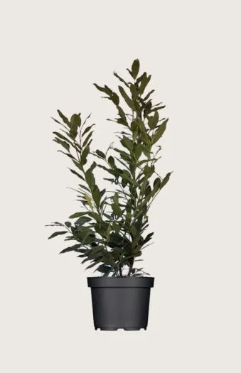 Laurbærkirsebær Herbergii 150cm Outlet | Plantinavia